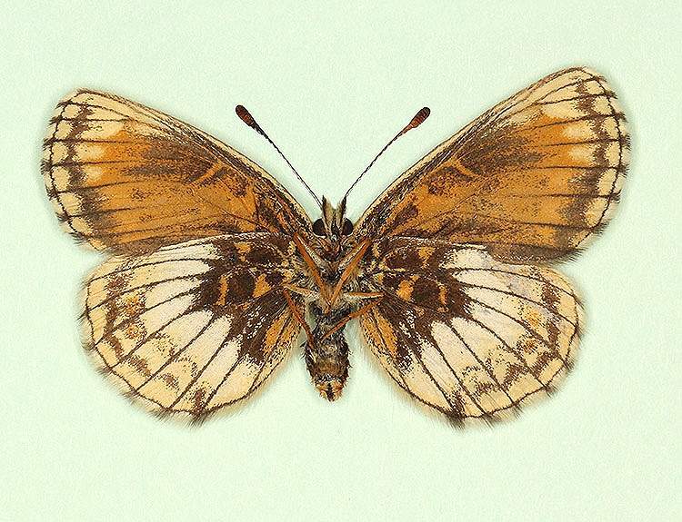 Melitaea athalia female (aberrant form cymothoe, verso) (Internet Image property of respective owner, non-commercial use only)